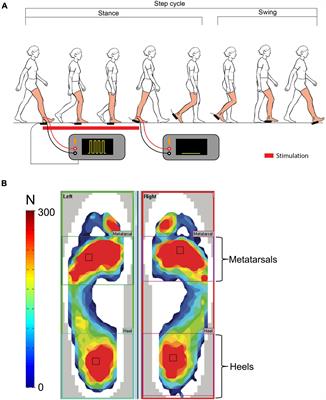 Gait Adaptation to a Phase-Specific Nociceptive Electrical Stimulation Applied at the Ankle: A Model to Study Musculoskeletal-Like Pain